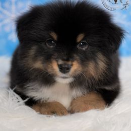 Grenada - Black tri-color female Australian Shepherd puppy in Fultonville, New York from Sandy Aussies & Pomeranians