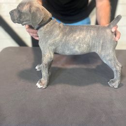 Black Collar Boy - Gray brindle male Cane Corso puppy in Beaver Crossing, Nebraska from Blue River Cane Corso