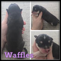 Waffles - Black and white female Siberian Husky puppy in Wheeler, Michigan from Haase Family Kennels