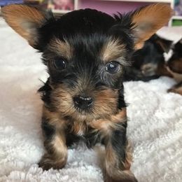 Yorkshire Terriers from Lorenia's Yorkshire Terriers