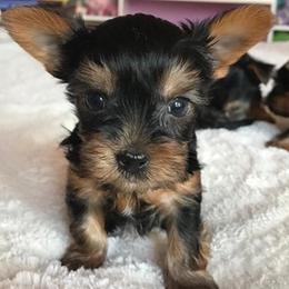 Yorkshire Terriers from Lorenia's Yorkshire Terriers