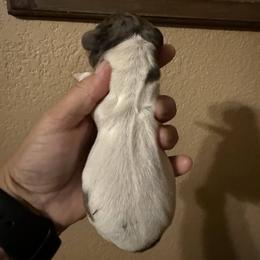 Puppy 4 - Dapple female Dachshund puppy in Riverside, California from Saddle Up Dachshunds