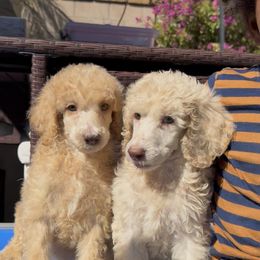 Ganache - Cream male Poodle puppy in Corona, California from Garden Of Poodles