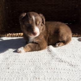 Tiki - Red tri-color female Australian Shepherd puppy in Unionville, Iowa from Soap Creek Kennels