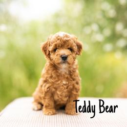 Teddy Bear - Red  male Poodle puppy in St. George, Utah from Ibby Dibby doodles