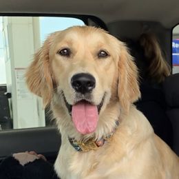 Willow - Golden Retriever