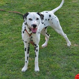 Dalmatian All Grown Up from Rock Valley Dals