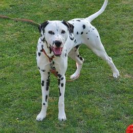 Dalmatian All Grown Up from Rock Valley Dals