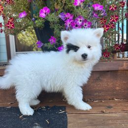 Panda - White male Pomsky puppy in Mc Minnville, Oregon from West Coast Pomskies