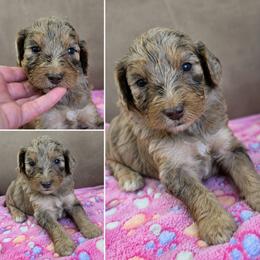 Sage - Merle female Goldendoodle puppy in Delphos, Ohio from Route 66 Poodles & Doodles, Sapphire Shih-tzu's of Ohio