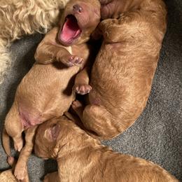 Goldendoodle Puppies from Golden Paws Farm