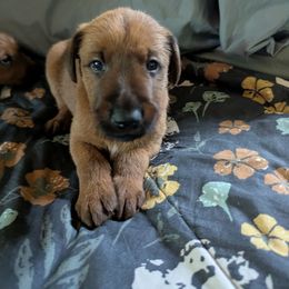 Boy 1 - Red male Irish Terrier puppy in Broadway, North Carolina from Detmore Kennels