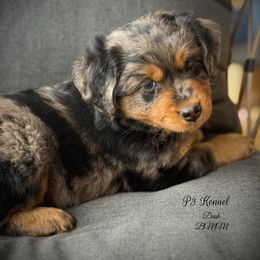 Dash - Blue merle male Toy Australian Shepherd puppy in Virginia from P3 Kennel