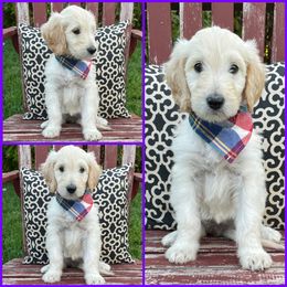 Goldendoodle Puppies from Puppy Paws Colorado
