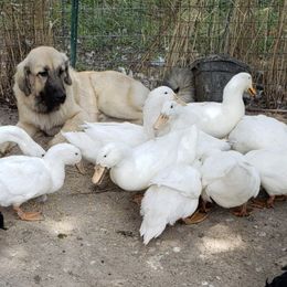 Anatolian Shepherd Dogs from Quackleberry Farm