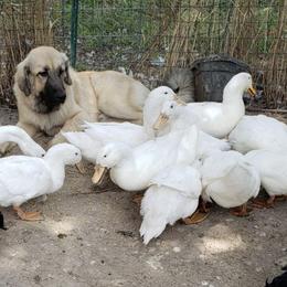 Anatolian Shepherd Dogs from Quackleberry Farm
