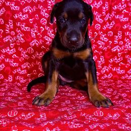 Mint - Black and rust female Doberman Pinscher puppy in Louisville, Kentucky from Ruiz Dobermans