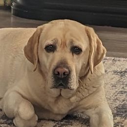 Molly - Labrador Retriever