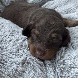 Skye - Chocolate and tan female Dachshund puppy in Summit, South Carolina from Doxies4Paws