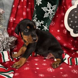 Hayes - Black and rust male Doberman Pinscher puppy in Aredale, Iowa from Royal Dynasty Dobermann Kennel