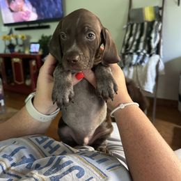 White Collar - Liver roan male German Shorthaired Pointer puppy in Covington, Georgia from Peters Built Pointers