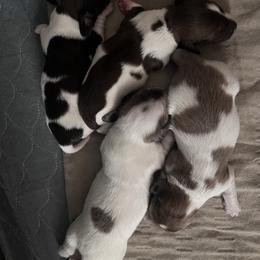 Dachshund puppies from Poker Paws Dachshunds by Chelsy