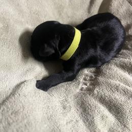 Green Boy - male Golden Mountain Dog puppy in Colorado Springs, Colorado from Bastian Mountain Dogs