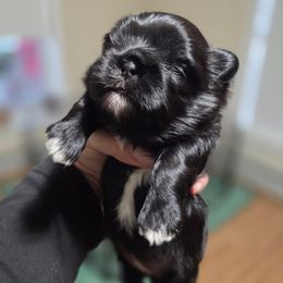 Ophelia - Black and white female Shih Tzu puppy in Waynesboro, Pennsylvania from Big Win Shih Tzus