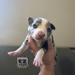 Coconut - Blue merle male Border Collie puppy in Lodi, California from R3 Sport Dogs (Rafter 3 Ranch)