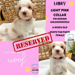 Lainey - Parti Goldendoodle puppy in Raceland, Louisiana from Cajun Doodles