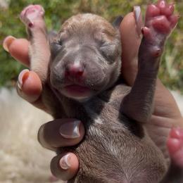 Colette - Blue fawn female Italian Greyhound puppy in Southwest Florida, Florida from Woofford Italian Greyhounds