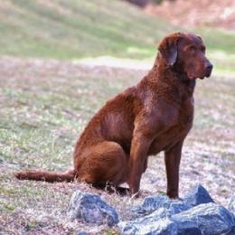 Chesapeake Bay Retrievers from Whiskey Creek Chesapeakes