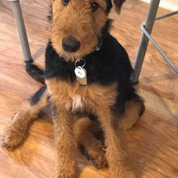 Airedale Terrier Puppies from Mystic’s Airedale Acres