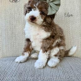 Elsa - Chocolate merle female Bernedoodle puppy in Owasso, Oklahoma from Kallams Bernedoodles & Bernese Mountain Dogs