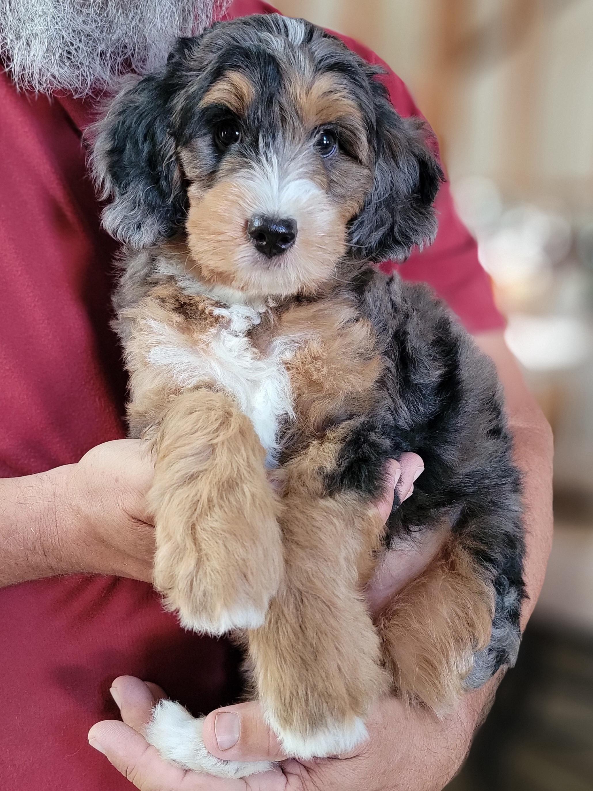 Texas Hill Country Sheepadoodles & Bernedoodles in Texas | Bernedoodle ...