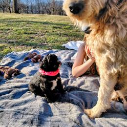 Goldendoodle Puppies from Southern Star Goldendoodles