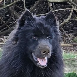 Panther - Siberian Husky