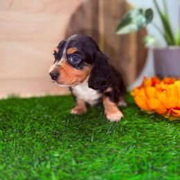 Tri Color Dapple Female 4500 - Dapple female Dachshund puppy in Apopka, Florida from The HotDog Stand