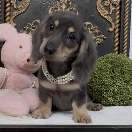 Ariel - Dapple female Dachshund puppy in Collins, Georgia from Liberty Longhair Dachshunds