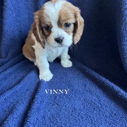 Vinny - Blenheim male Cavalier King Charles Spaniel puppy in Marion, Indiana from Country Cavapoos