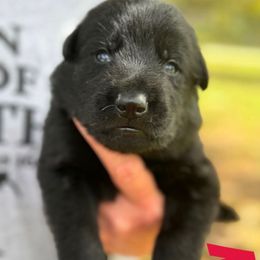 Red - Black male German Shepherd puppy in Lake City, Florida from Saylor Shepherds