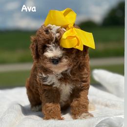 Ava - Red  female Goldendoodle puppy in Estesburg, Kentucky from Wet Goldendoodle Kisses