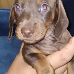 Dachshund Puppies from Linda Parcell