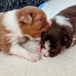 Australian Shepherd Puppies from Ocean Cliff Aussies