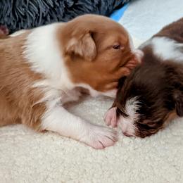 Australian Shepherd Puppies from Ocean Cliff Aussies