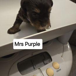 Yorkshire Terrier Puppies from Lewis Precious Paws