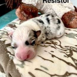 Resistol - Blue merle and white male American Corgi puppy in Bayard, Nebraska from Puppies by Alies