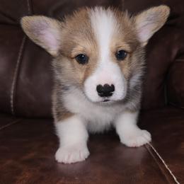 Pembroke Welsh Corgi Puppies from South Texas Corgis