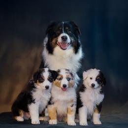Australian Shepherds from Beacon Hill Aussies