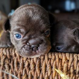 Dexter - Liver male French Bulldog puppy in Fort Atkinson, Wisconsin from Bishop Bullyz